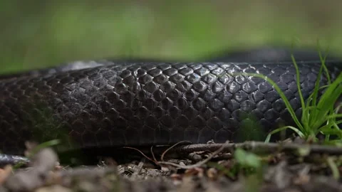 Slithering snake close up. Black snake. Big black surface features scales Stock Footage 320383662