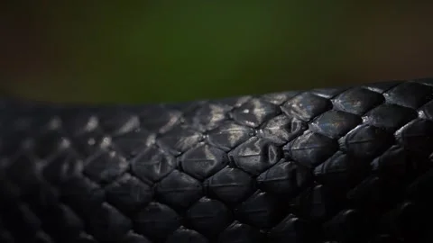Slithering snake close up. Black snake crawling. Snakes in motion. Creeping Stock Footage 320859295