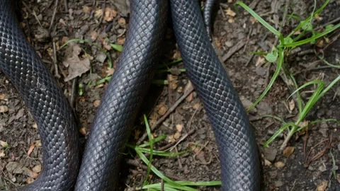 Slithering snake close up. Black snake crawling. Snakes in motion. Creeping Stock Footage 320869699