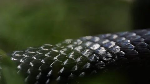 Slithering snake close up. Black snake crawling. Snakes in motion. Creeping Stock Footage 321277355