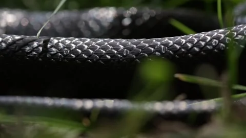Slithering snake close up. Black snake crawling. Snakes in motion. Creeping Stock Footage 321278875