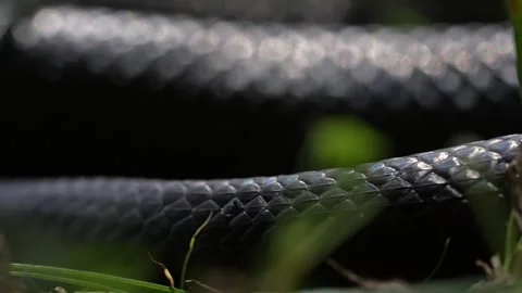 Slithering snake close up. Black snake crawling. Snakes in motion. Creeping Stock Footage 321280413