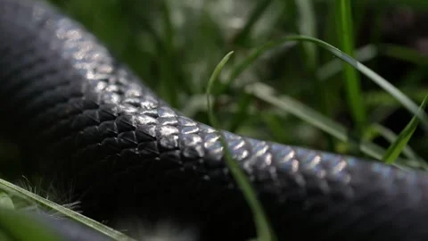 Slithering snake close up. Black snake crawling. Snakes in motion. Creeping Stock Footage 321769541