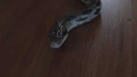 Slithering Snake Stock Footage 76443439
