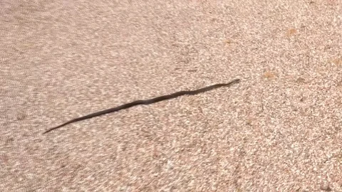 Slithering Snake Stock Footage 107943056