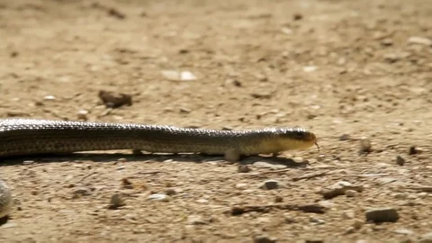 Slithering snake on the ground. Stock Footage 99156882