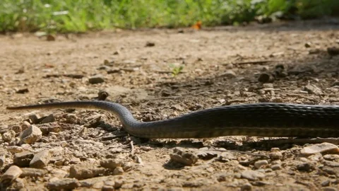 Slithering snake on the ground. Stock Footage 99156898