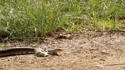 Slithering snake on the ground. Stock Footage 99156902