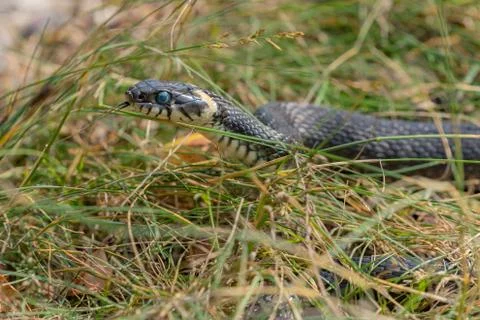 Slithering snake Stock Photos