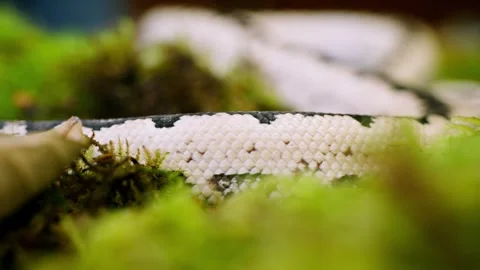 Slithering snake slowly moving through mossy ground in lush, natural setting Video stock 308900708