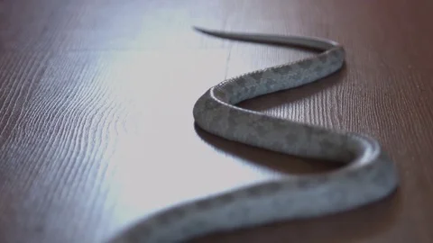 Slithering snake tail Stock Footage 76443454