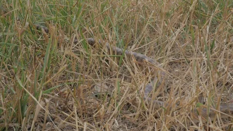 Slithering sneaky snake in the tall dry grass Video stock 79102657