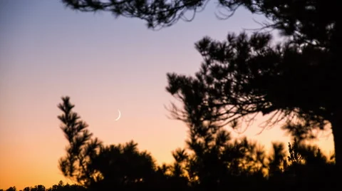 Sliver moonset through pine branch 스톡 동영상 43901382