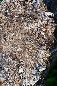 Sliver Texture on a rotting stump. Texture of wood shavings. Stock Photos