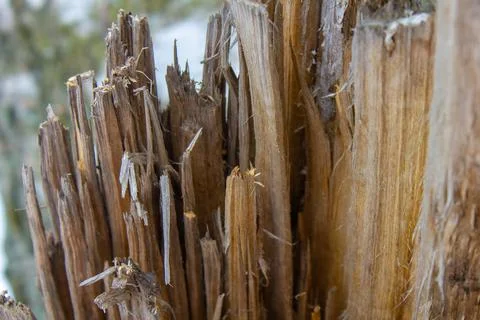 Slivers on the edge of a broken tree Fotos de archivo