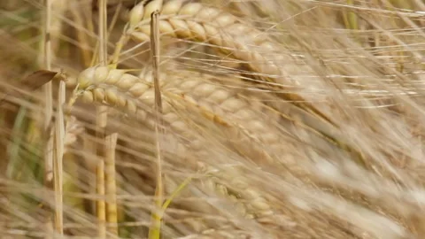 Slo mo barley Stock Footage 250982115