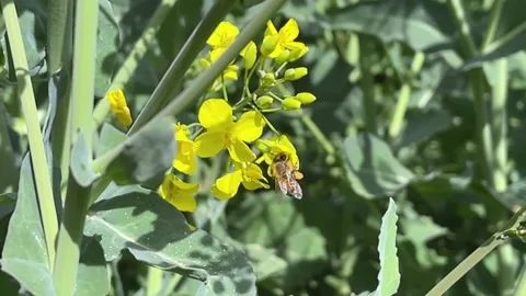 Slo Mo - Bee flying over the yellow flowers Stock Footage 272319652