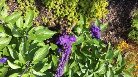 Slo mo  bees 02 Video stock 115590413