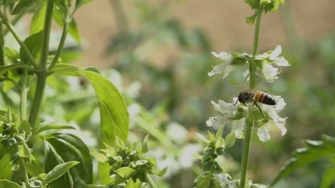 SLO MO BEES FLYING WITH POLLEN Stockbeeldmateriaal 206836007