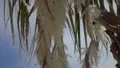 slo mo bugs flying around palm fern fruit 4 HD Footage
