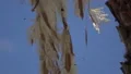 slo mo bugs flying around palm fern fruit 3 HD Footage