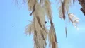 slo mo bugs flying around palm fern fruit 1 HD動画