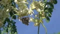 slo mo butterfly and bee harvesting nectar from blossoms HD Footage