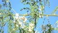 slo mo butterfly gets visitor of a predator cactus wren unexpectedly Video HD