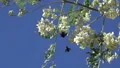slo mo carpenter bee mating in the blossoms Video HD