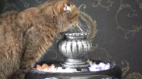 SLO MO cat drinking water Vídeo Stock 96013198