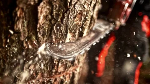 SLO MO Chainsaw cutting into a tree trunk Man sawing wood with a chainsaw a lot Stock Footage 336570355