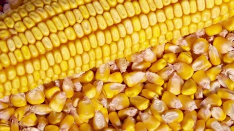 Slo Mo Close up of Agricultural Corn Grains of fresh corn cobs closeup Slow Stock Footage 270466258