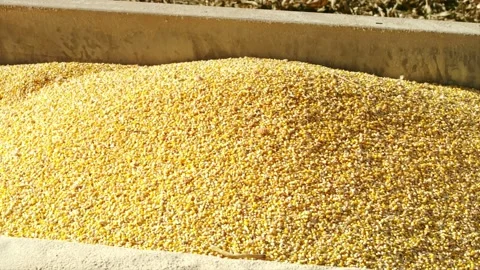 Slo Mo Close up of Agricultural Corn Grains Slowly Falling. Texture harvest Stock Footage 270466332