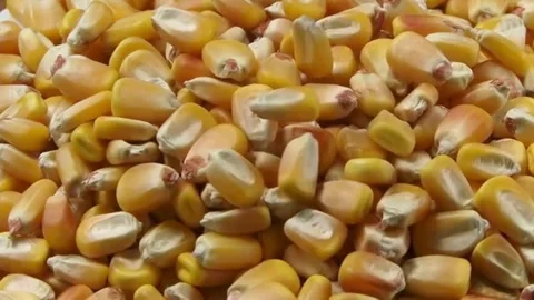 Slo Mo Close up of Agricultural Corn Grains Slowly Falling. Texture harvest Stock Footage 270466407