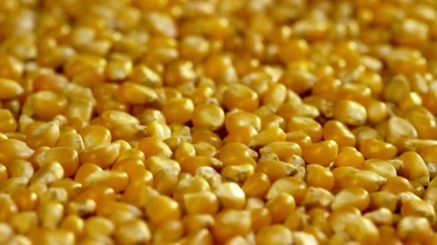 Slo Mo Close up of Agricultural Corn Grains of fresh corn cobs closeup Slow Stock Footage 270466490