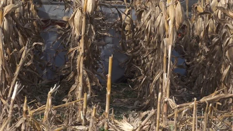 Slo Mo Close Up Corn Harvest Stock Footage 92540631