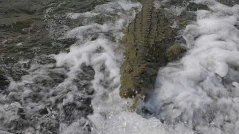 Slo mo close up of crocodile hunting in river rapid with jaws open 库存影片 341324012