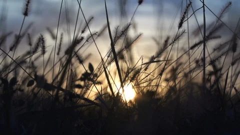 Slo Mo Close Up Field Sunset Dark Video stock 92441356