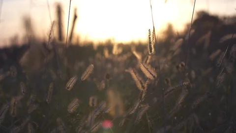 Slo Mo Close Up Field Sunset  Stock Footage 92442125
