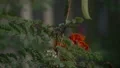 slo mo close up yellow butterfly flies behind greenery soft focus HD 影片