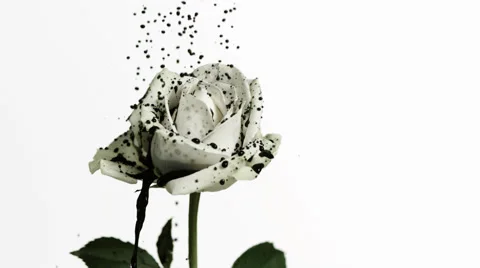 SLO MO CU Studio shot of black droplets falling on white rose against white Stock Footage 51860542
