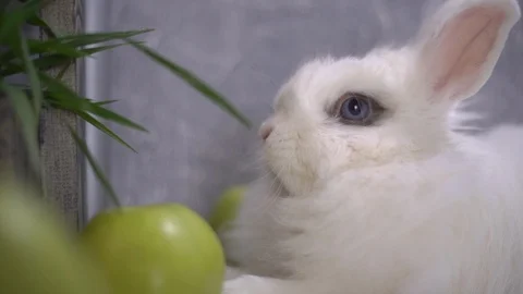 Slo-mo of a curious rabbit shaking his nose 스톡 동영상 112695532