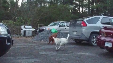 Slo mo dogs playing Stock Footage 56566505