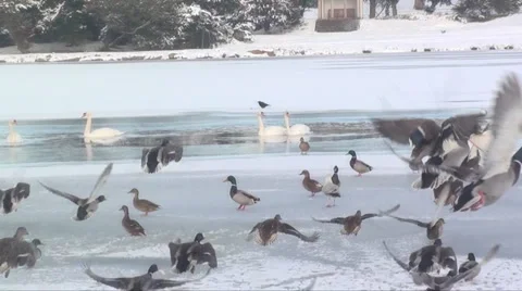 Slo mo duck flying Stock Footage 953655