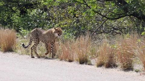 Slo mo: Flies pester lean adult cheetah walking on sunny paved road Stock Footage 335431295