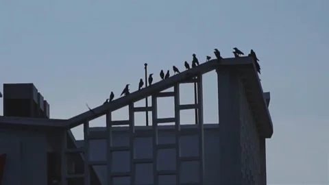 SLO MO of a flock of Crows Dive From top building Stock Footage 95585473