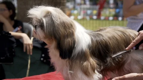 SLO MO - Groomer Combing Fluffy Pomeranian Stock Footage 107192060