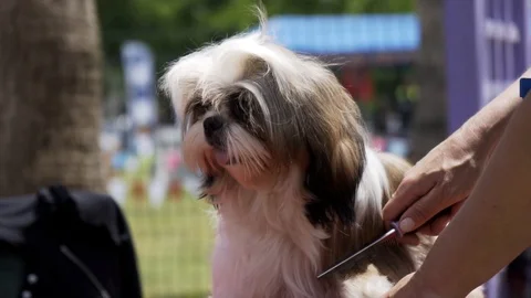 SLO MO - Groomer Combing Fluffy Pomeranian Stock Footage 107192443