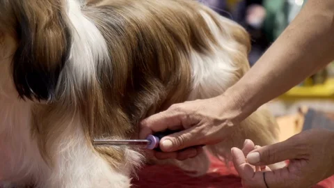 SLO MO - Groomer Combing Fluffy Pomeranian Stock Footage 107192510
