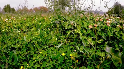 Slo Mo Honey Bee Moving between Blossoms in the garden - Full HD Stock Footage 動画素材 239315532